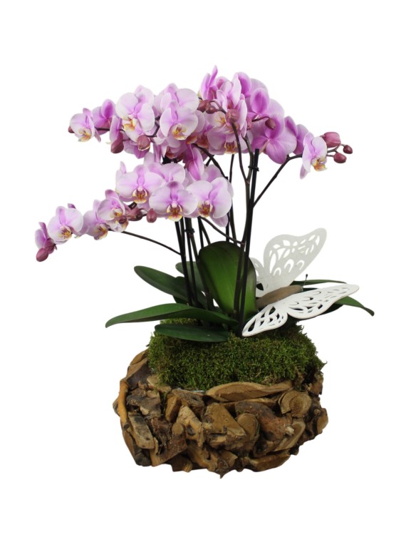 Phalaenopsis Orchidea beültetés 