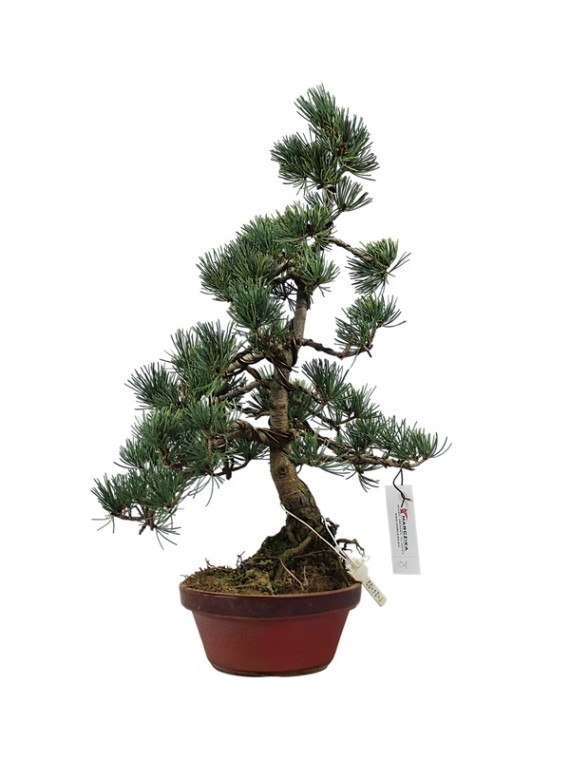 Kis méretű Pinus parviflora - Japán fehérfenyő bonsai előanyag 01.
