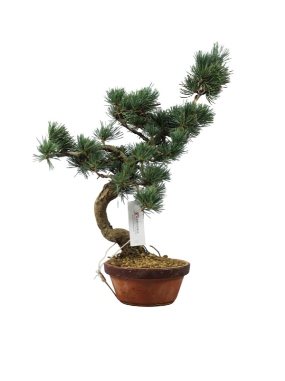  Kis méretű Pinus parviflora - Japán fehérfenyő bonsai előanyag 02.