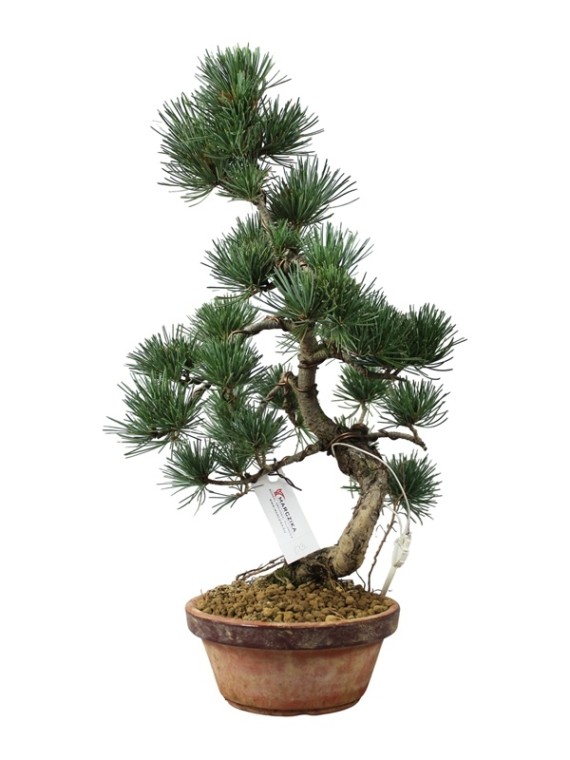  Kis méretű Pinus parviflora - Japán fehérfenyő bonsai előanyag 03.