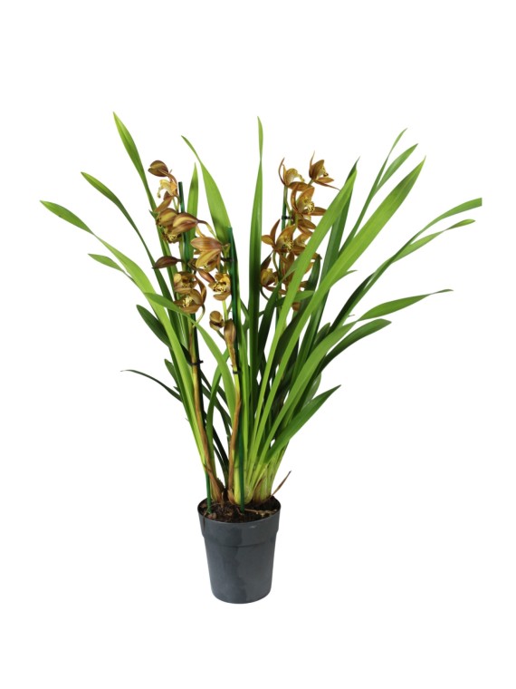 Cymbidium 3 virágszáras 01.