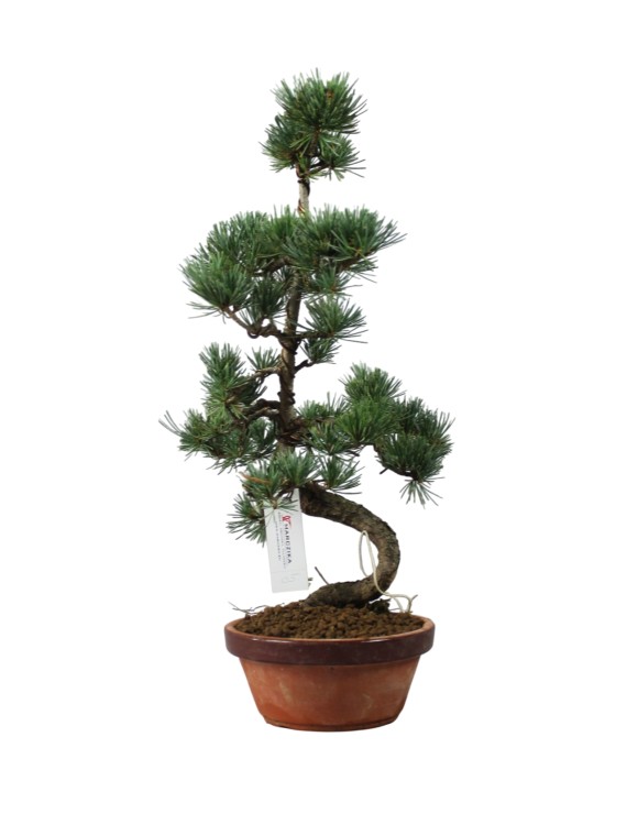 Small Pinus parviflora – Japanese White Pine Pre-Bonsai 05