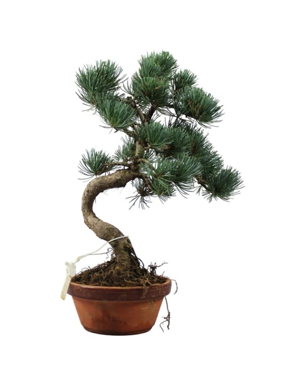 Kis méretű Pinus parviflora - Japán fehérfenyő bonsai előanyag 06.