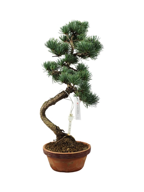 Kis méretű Pinus parviflora - Japán fehérfenyő bonsai előanyag 07.