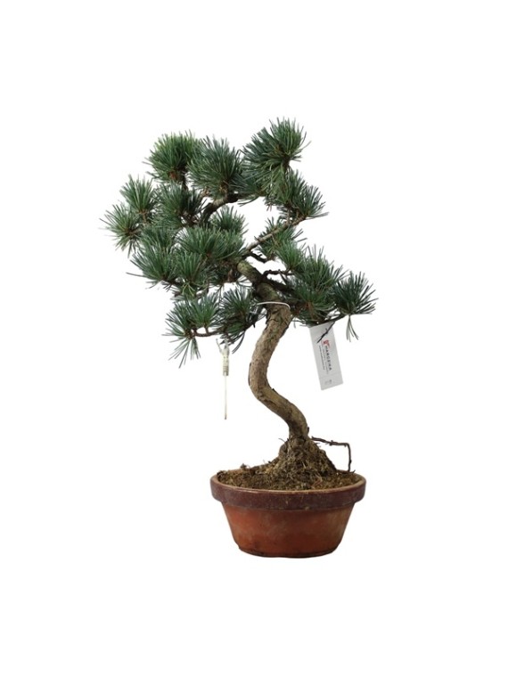 Kis méretű Pinus parviflora - Japán fehérfenyő bonsai előanyag 09.
