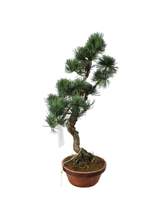  Kis méretű Pinus parviflora - Japán fehérfenyő bonsai előanyag 10.