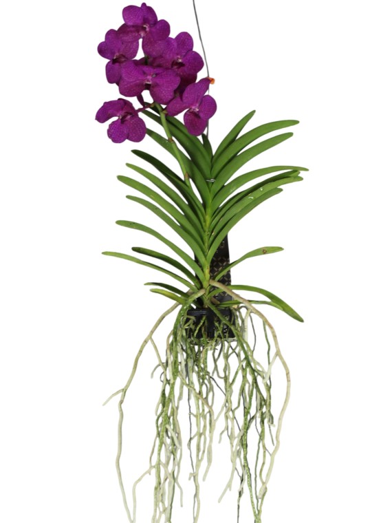 Vanda orchidea 1 virágszáras