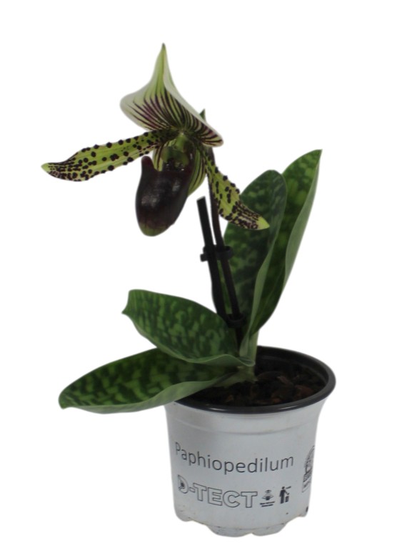 Paphiopedilum sukhakulii