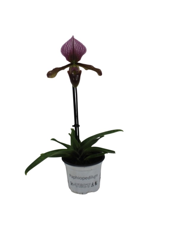 Paphiopedilum charlesworthii x Maudiae coloratum