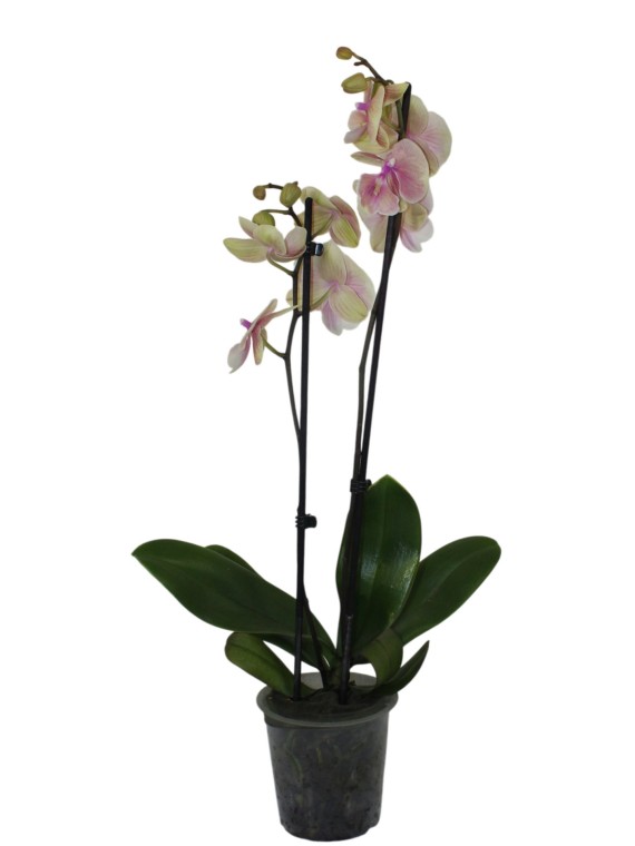 Phalaenopsis 2 virágszáras 03.