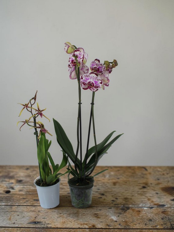 Orchidea páros Akció!