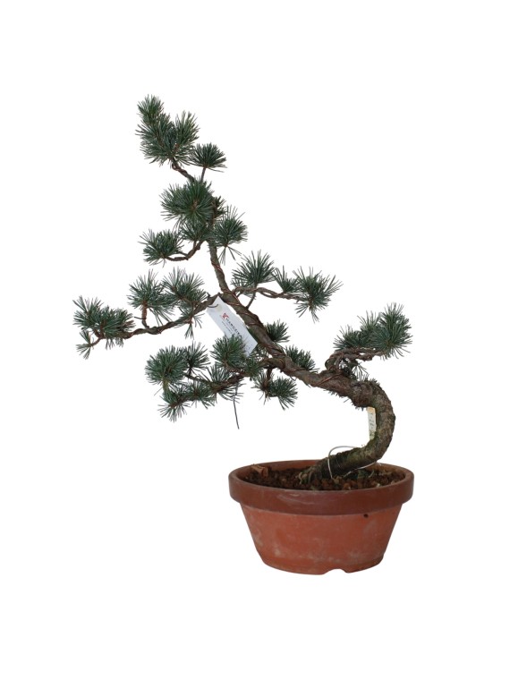 Közepes méretű Pinus parviflora - Japán fehérfenyő bonsai előanyag 02.
