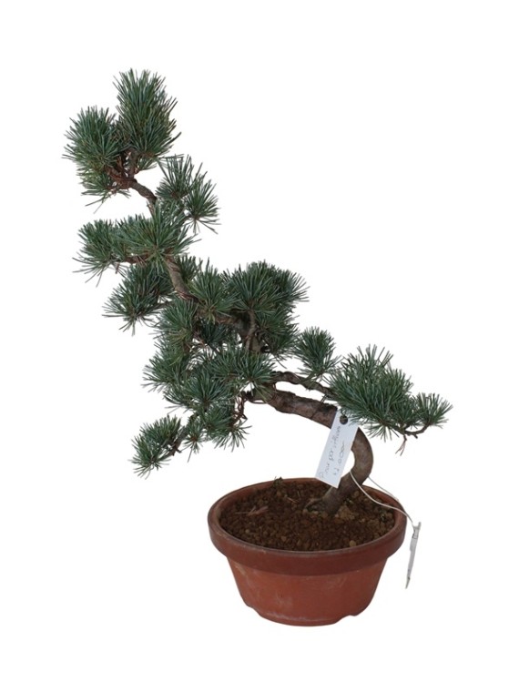 Közepes méretű Pinus parviflora - Japán fehérfenyő bonsai előanyag 03.