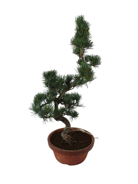 Közepes méretű Pinus parviflora - Japán fehérfenyő bonsai előanyag 04.