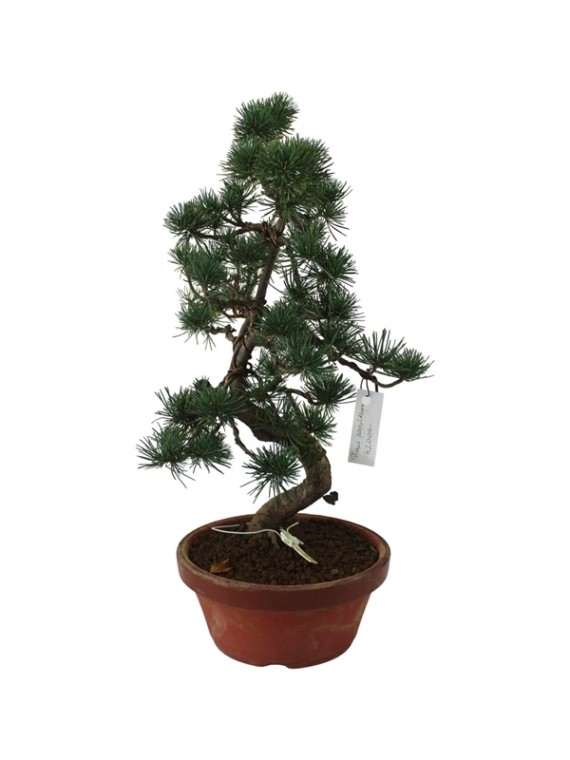 Közepes méretű Pinus parviflora - Japán fehérfenyő bonsai előanyag 05.
