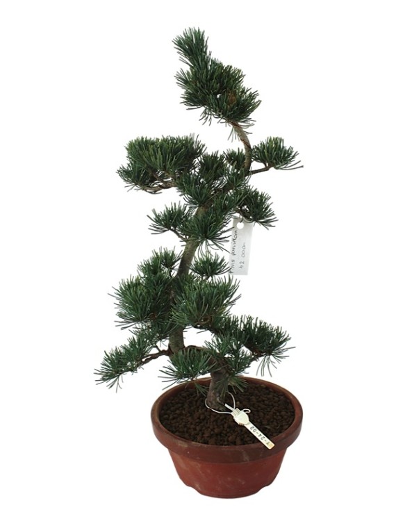Közepes méretű Pinus parviflora - Japán fehérfenyő bonsai előanyag 06.