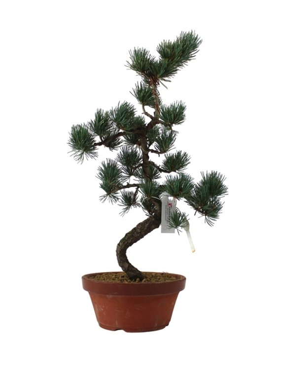 Közepes méretű Pinus parviflora - Japán fehérfenyő bonsai előanyag 07.