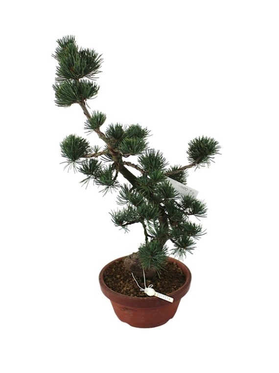 Közepes méretű Pinus parviflora - Japán fehérfenyő bonsai előanyag 08.