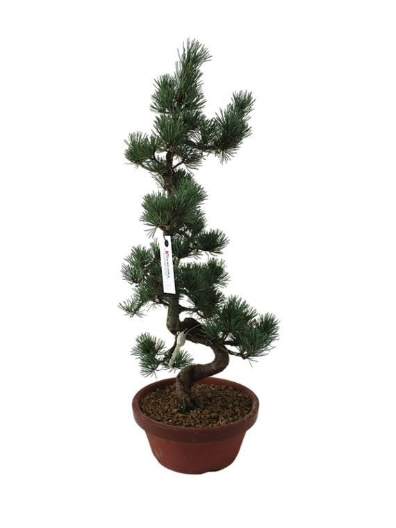 Közepes méretű Pinus parviflora - Japán fehérfenyő bonsai előanyag 09.