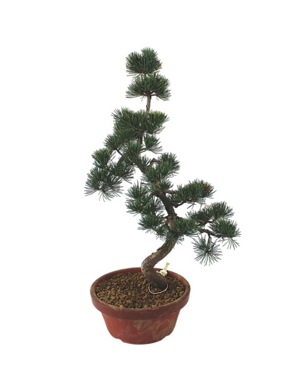 Közepes méretű Pinus parviflora - Japán fehérfenyő bonsai előanyag 10.