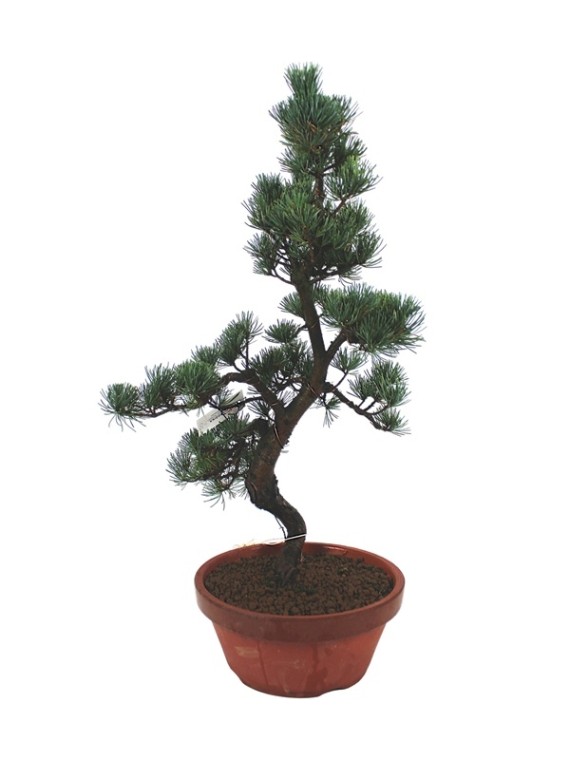 Large Pinus parviflora – Japanese White Pine Pre-Bonsai 02