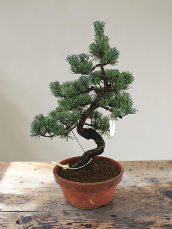 Large Pinus parviflora – Japanese White Pine Pre-Bonsai 09