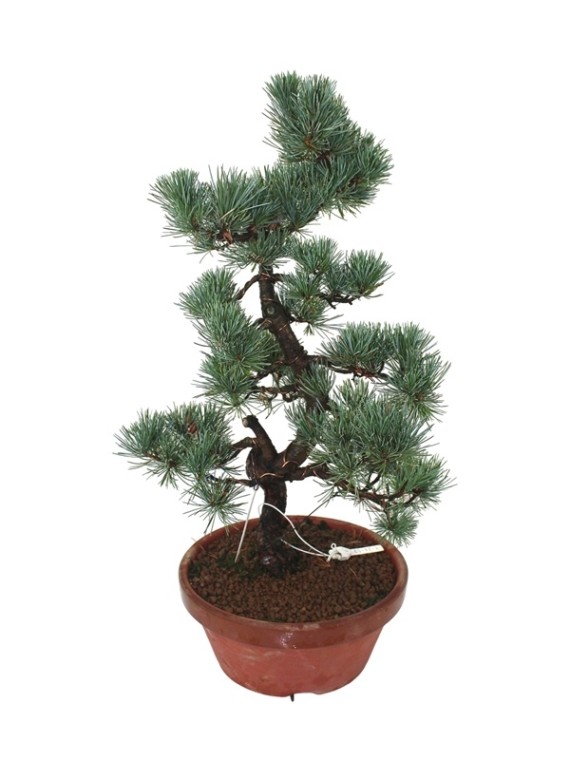 Nagy méretű Pinus parviflora - Japán fehérfenyő bonsai előanyag 10.