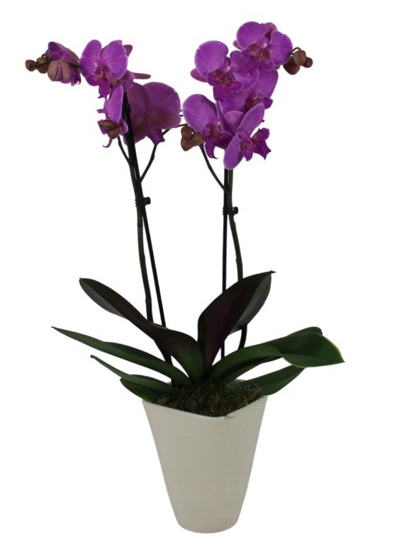 Lila Phalaenopsis orchidea fehér kaspóban – 2 virágszárral