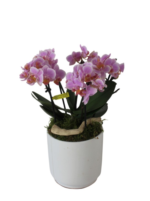Elegáns rózsaszín lepkeorchidea mohás dekorációval + kaspóval