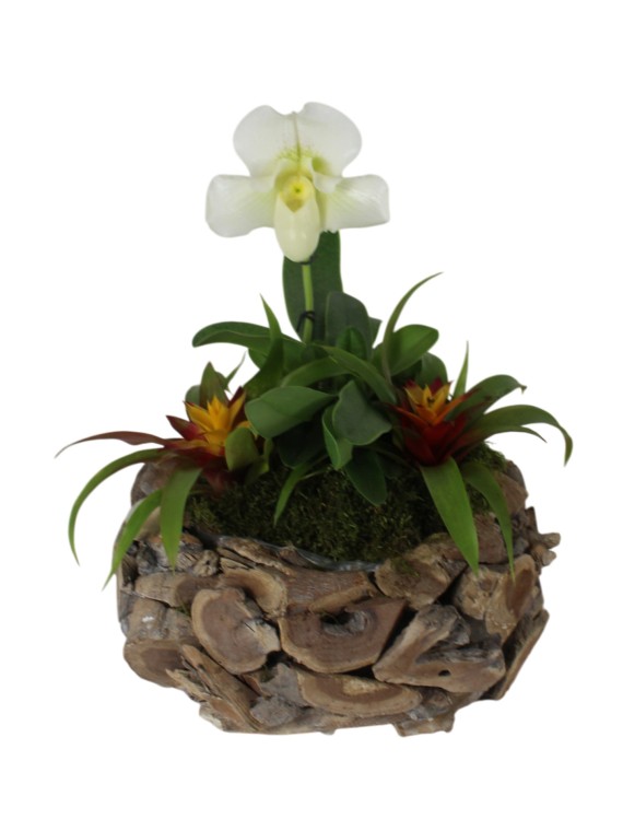 Paphiopedilum White Lady bromeliával 