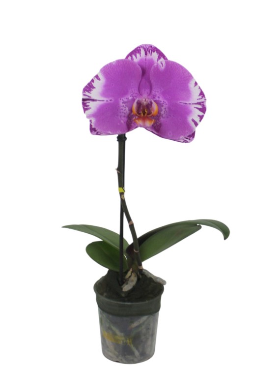 Phalaenopsis Singolo