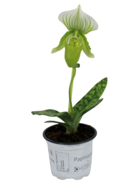 Paphiopedilum 'Maudiae  Femma'