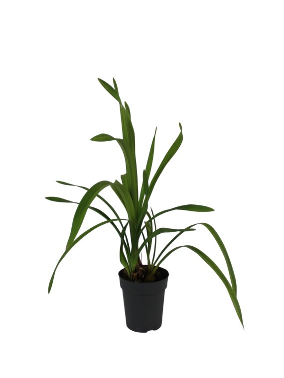 Cymbidium orchidea – újravirágoztatható