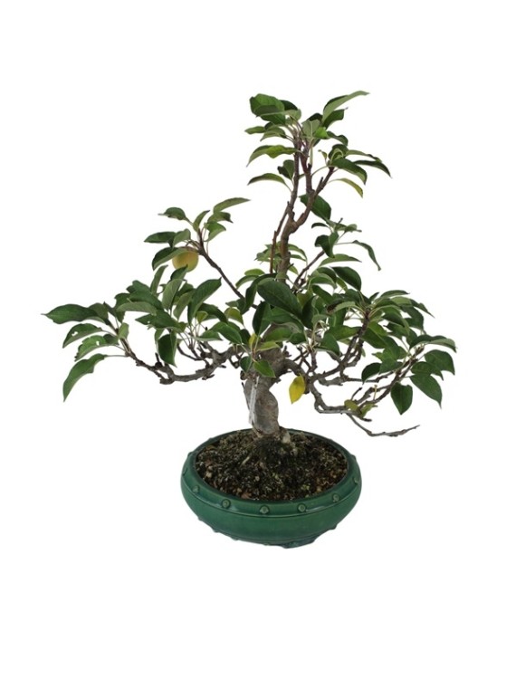 Malus sp.- Almafa bonsai zöld tálban