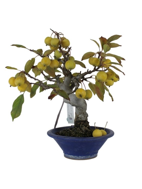 Almafa bonsai - Malus sp. kerek tálba ültetve