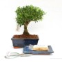 Bonsai ajándék csomag 08.