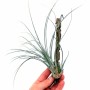 Tillandsia juncea