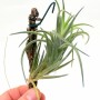 Tillandsia neglecta