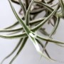 Tillandsia paleacea- szilfán