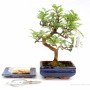 Bonsai ajándék csomag 17.