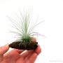 Tillandsia fuchsii f. gracilis- vörösfenyő talpon