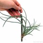 Tillandsia baileyi 02.