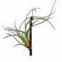 Tillandsia baileyi 02.