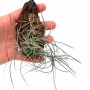 Tillandsia 'Nezley' (usneoides x mallemontii)