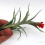 Tillandsia 'Margarite' (edithae x albertiana) 