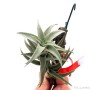 Tillandsia edithae