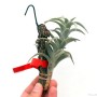 Tillandsia edithae