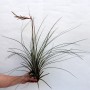 Tillandsia hammerii