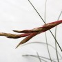 Tillandsia hammerii