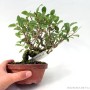 Celastrus orbiculatus shohin bonsai 03.